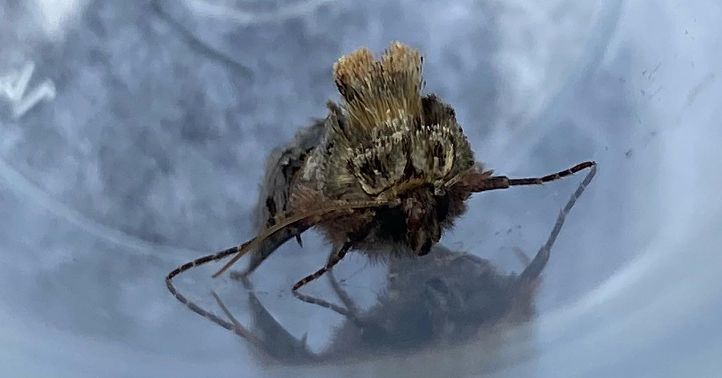 Spectacle moth (Abrostola... - Birding Tours - Jersey