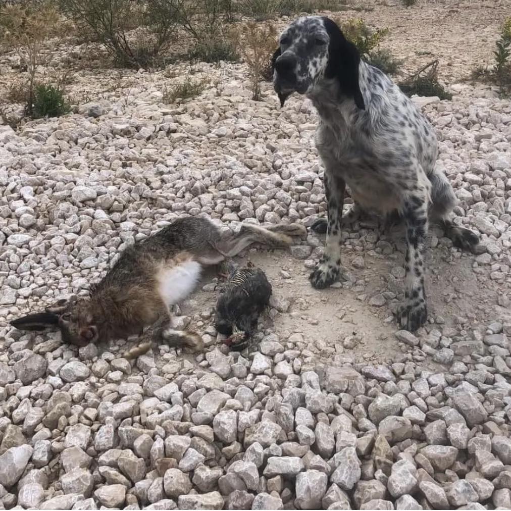 Cyprus Setter&Pointer