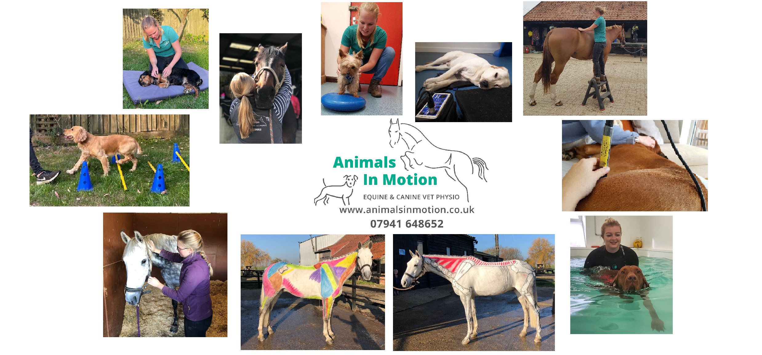 Animals In Motion, Equine and Canine Vet Physio | Coddenham