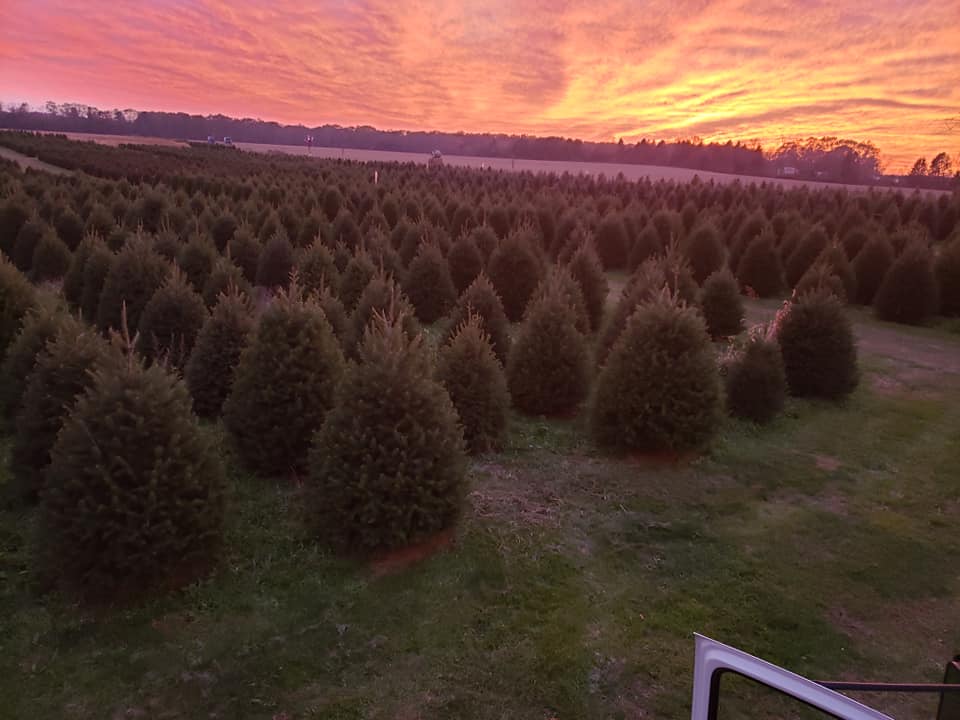 Exley's Christmas Tree Farm