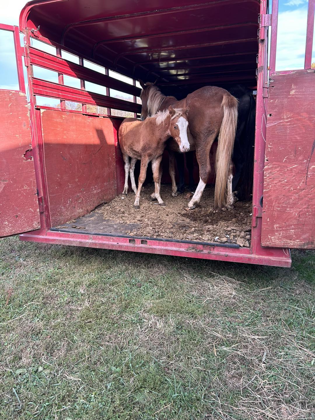 Triple-B-Ranch Horse Rescue & Rehabilitation | Chillicothe OH