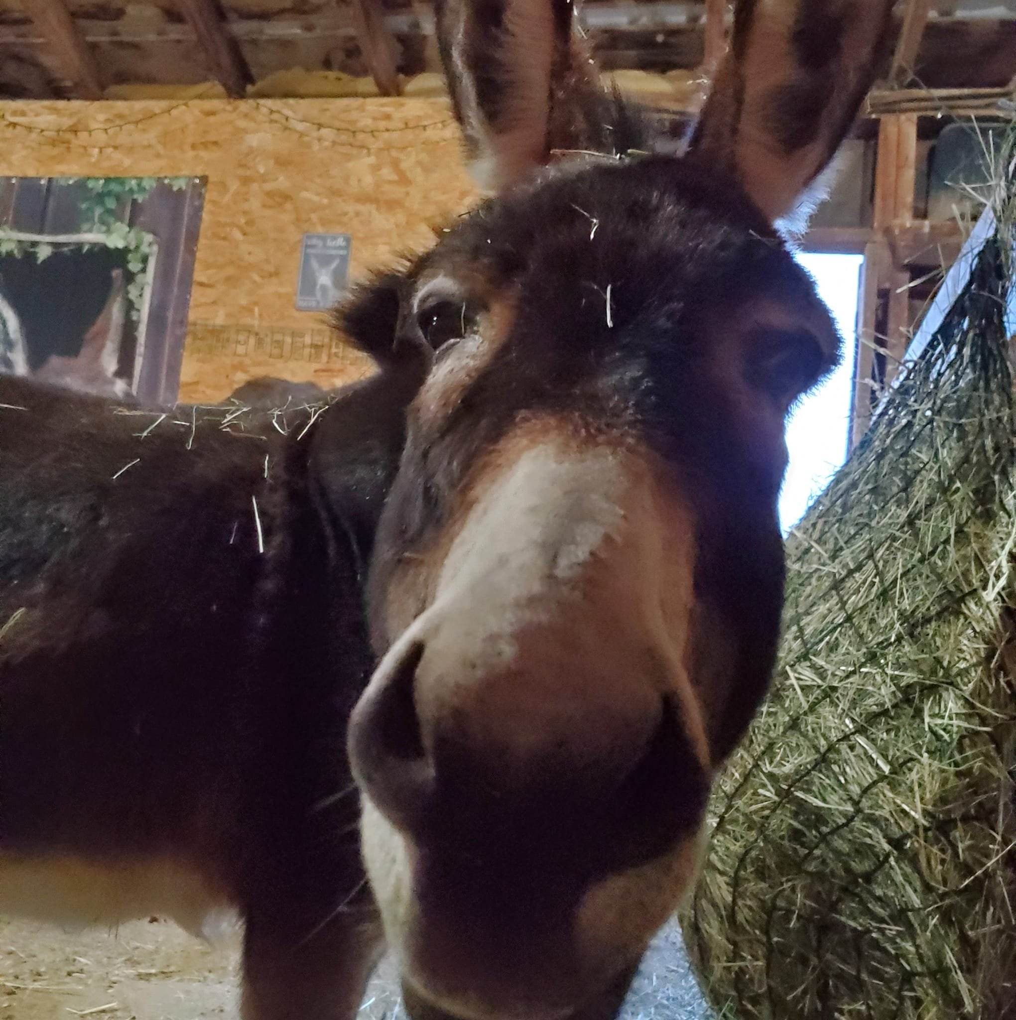 From a distance, you would... - Central Oregon Equine Rescue | Facebook