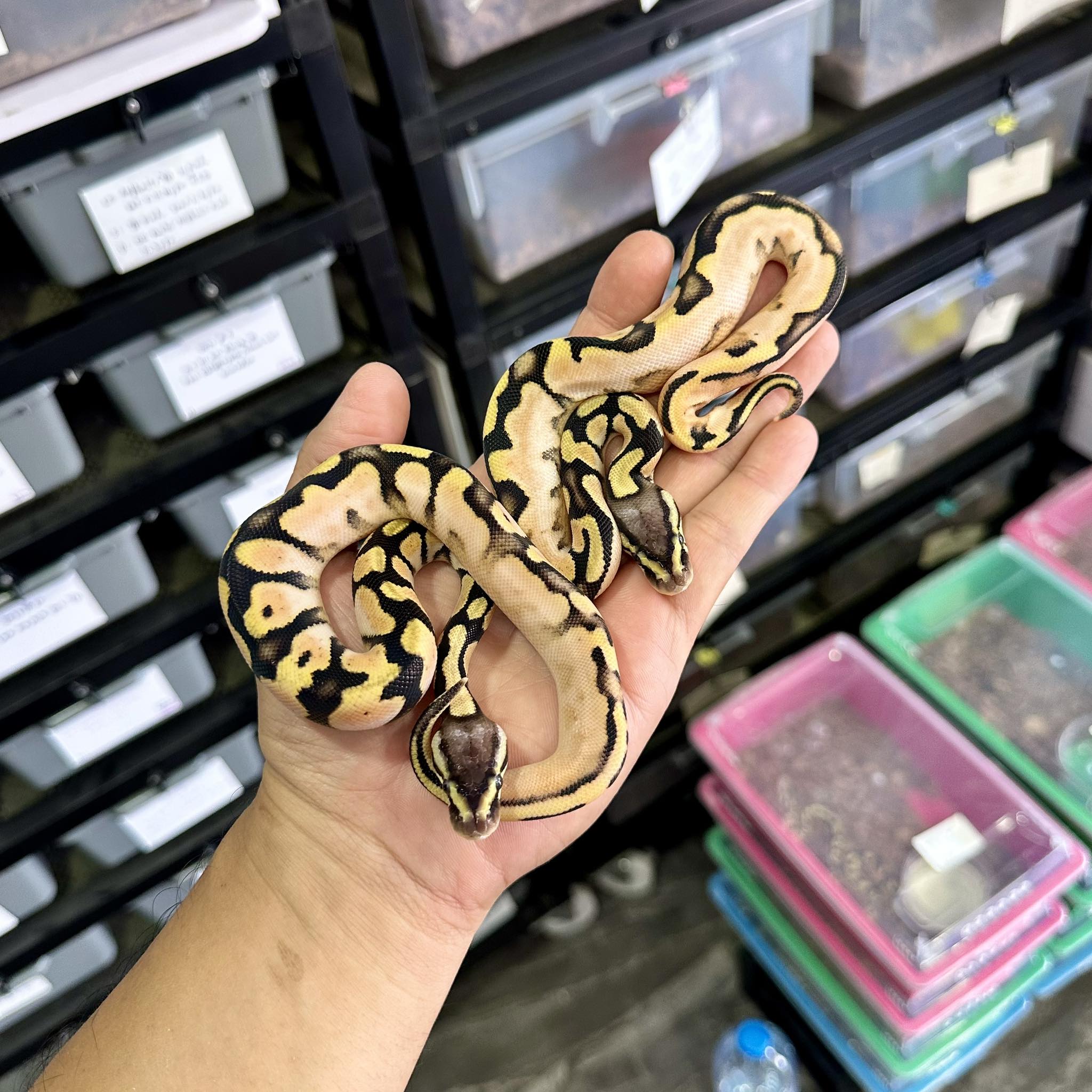 PondPython Farm | Lop Buri