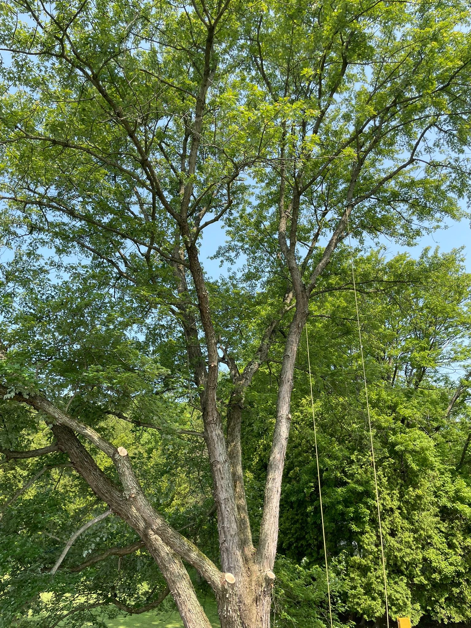 Mild Tree Care