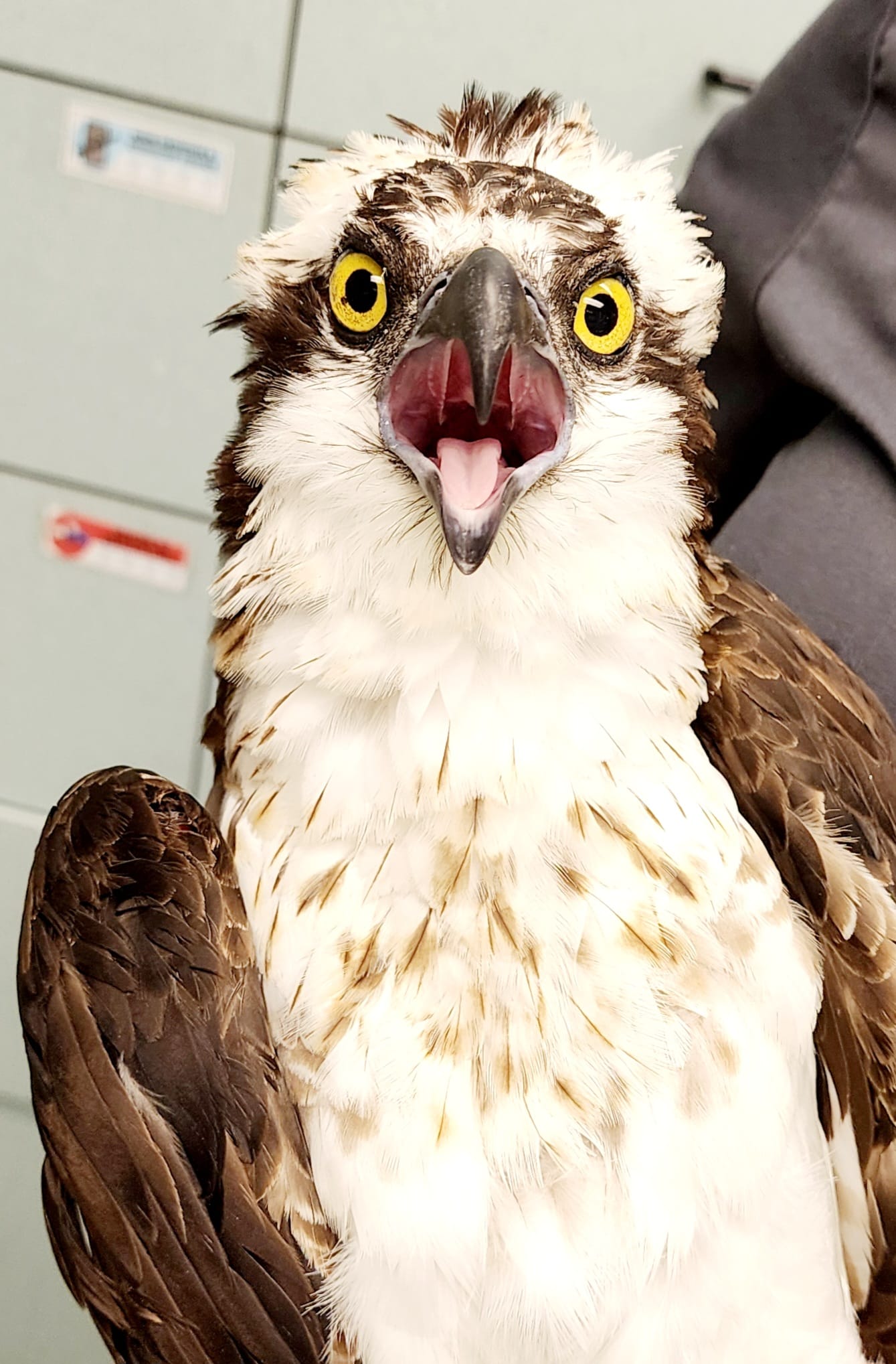 Wild Raptor Sanctuary | Clearwater FL