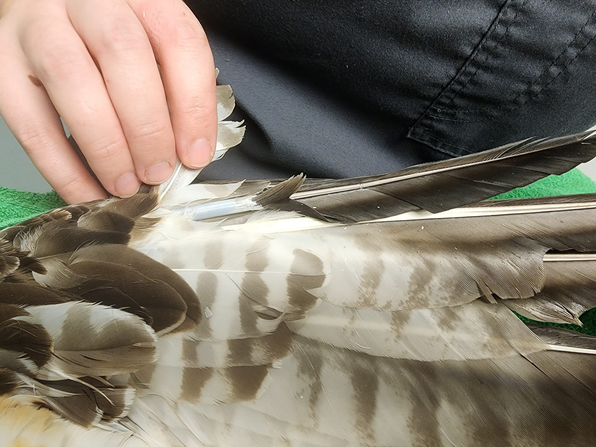Wild Raptor Sanctuary | Clearwater FL