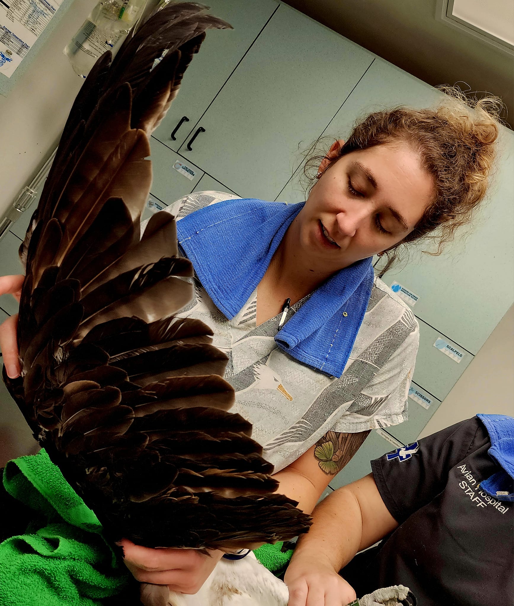 Wild Raptor Sanctuary | Clearwater FL