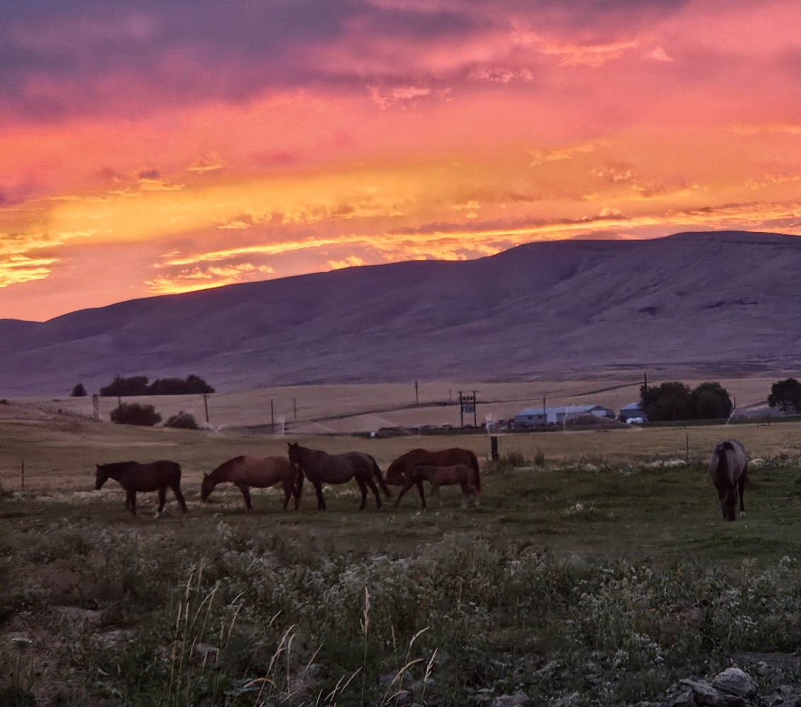 Diamond S Ranch | Wapato WA