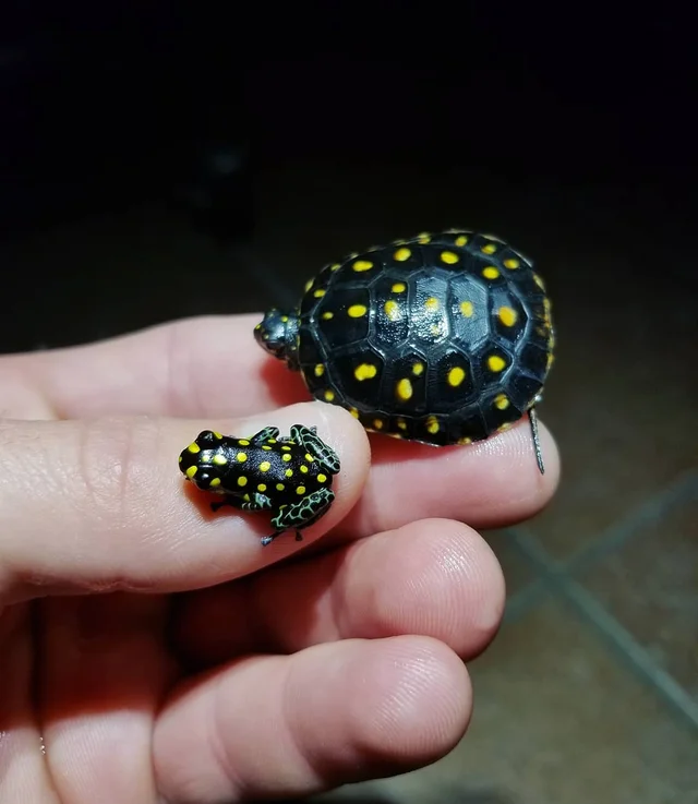 SDPlanet - Una tortuga y una rana venenosa con manchas. La... | Facebook