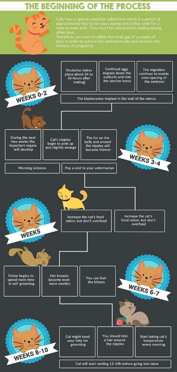 World - CAT pregnancy stages , week by week | Facebook