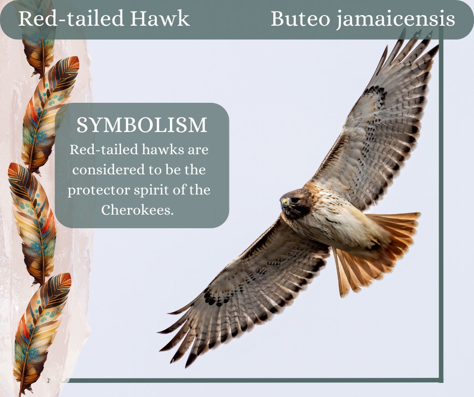 Today's Native American... - Blackland Prairie Raptor Center | Facebook