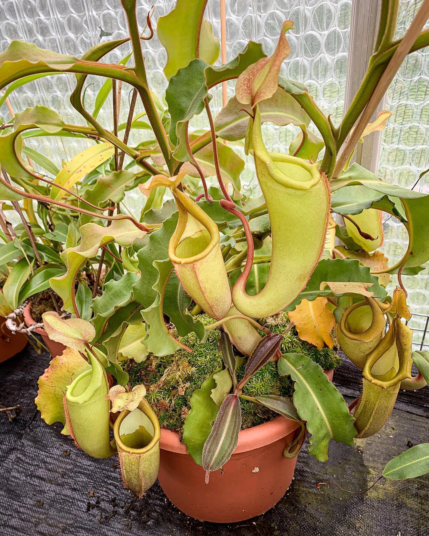 Floravitro - Upper pitchers of an all green, wavy-leaved form of