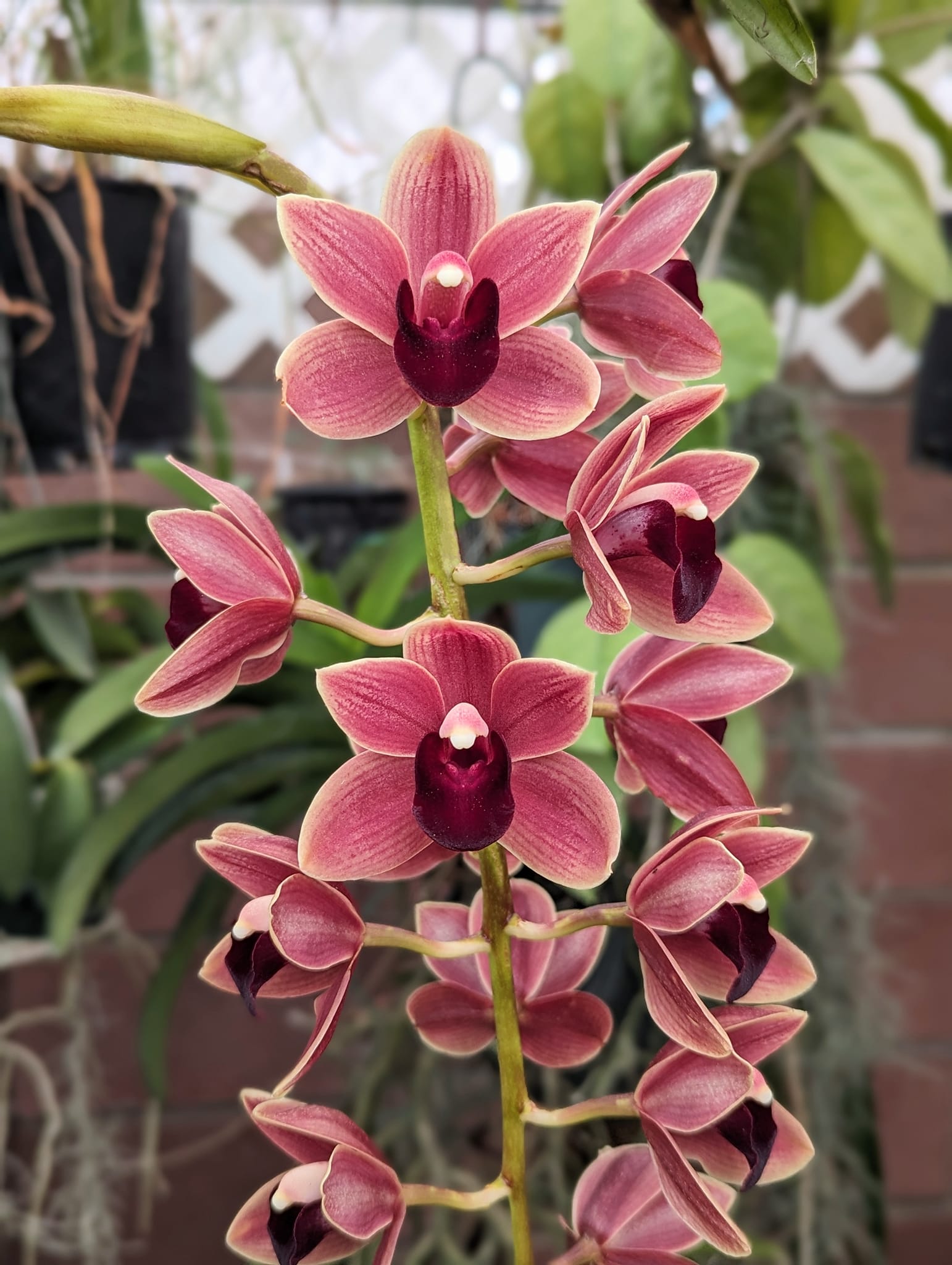 Cymbidium Peter Sander 'New Horizon' orchid hybrid