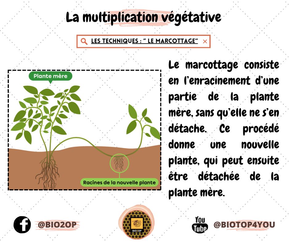 BioTop - Schéma simplifié illustrant le marcottage comme...