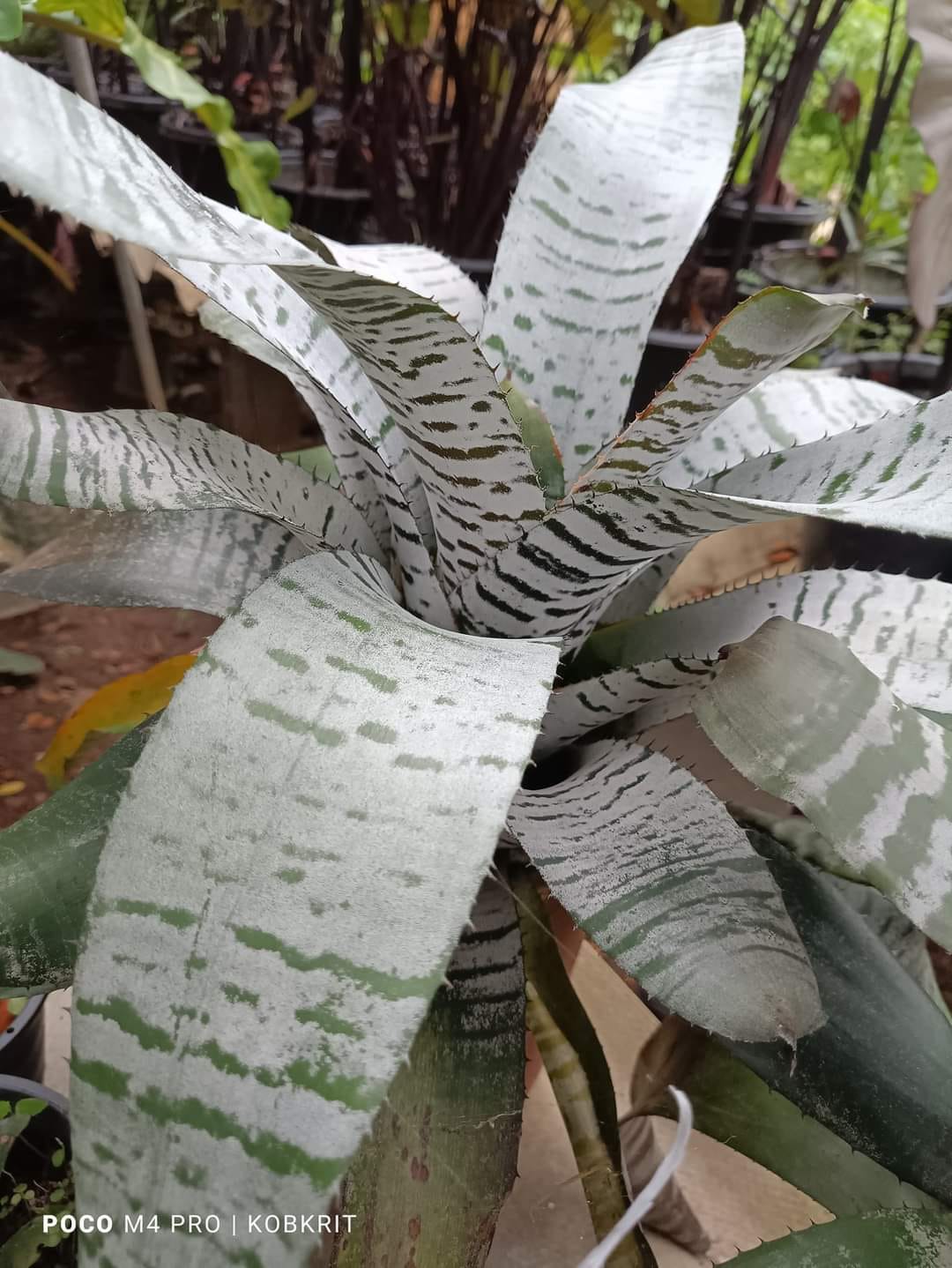 Aechmea Chantinii de leon x Black ice