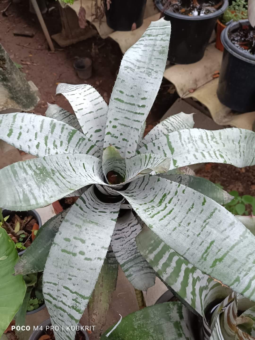Aechmea Chantinii de leon x Black ice