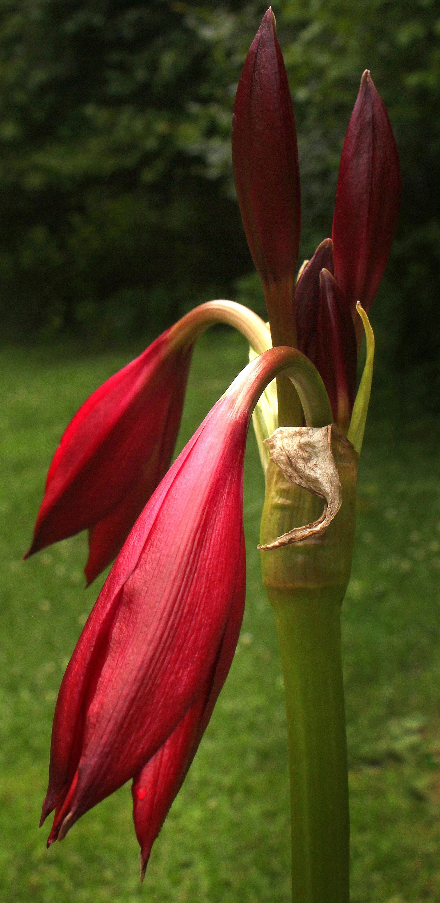 Cryptanthus 'Love Potion # 9' ready to bloom.