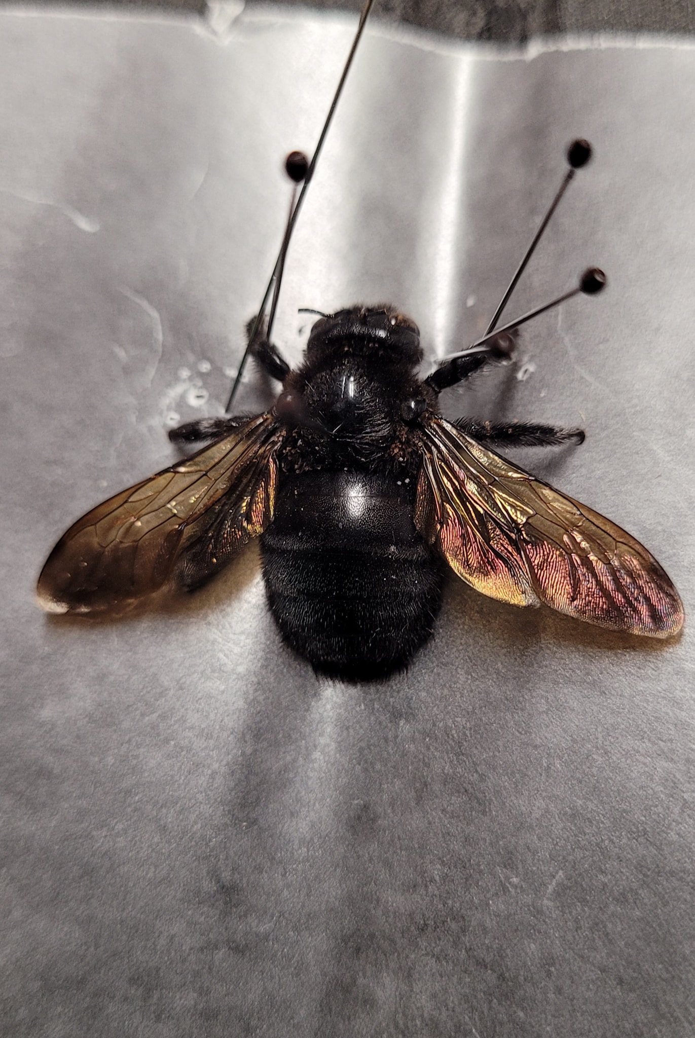 Bee species identification in Northern California, USA