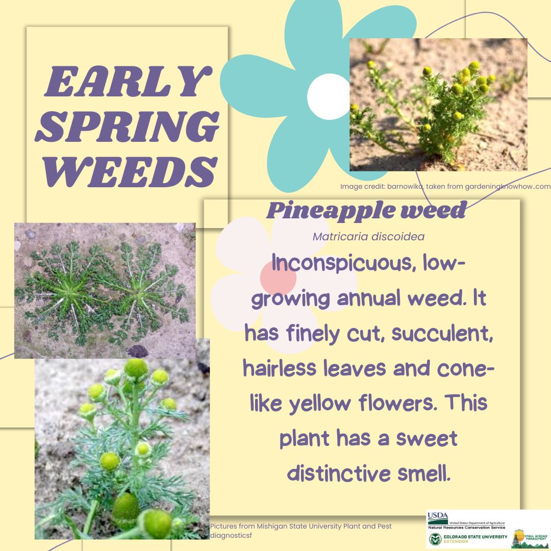 Colorado - Pineapple weed, also known as wild chamomile is an annual ...