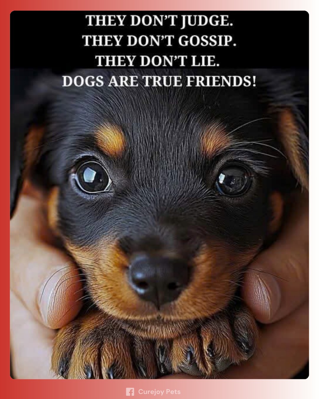 Curejoy - Dogs have an unmatched ability to offer love without ...