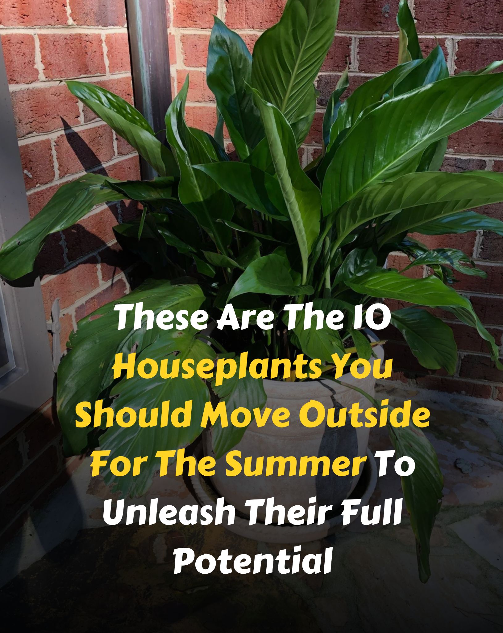Positive - These Are The 10 Houseplants You Should Move Outside For The ...