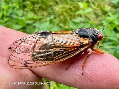Pilgrim - We have received NUMEROUS calls about the cicada infestation ...
