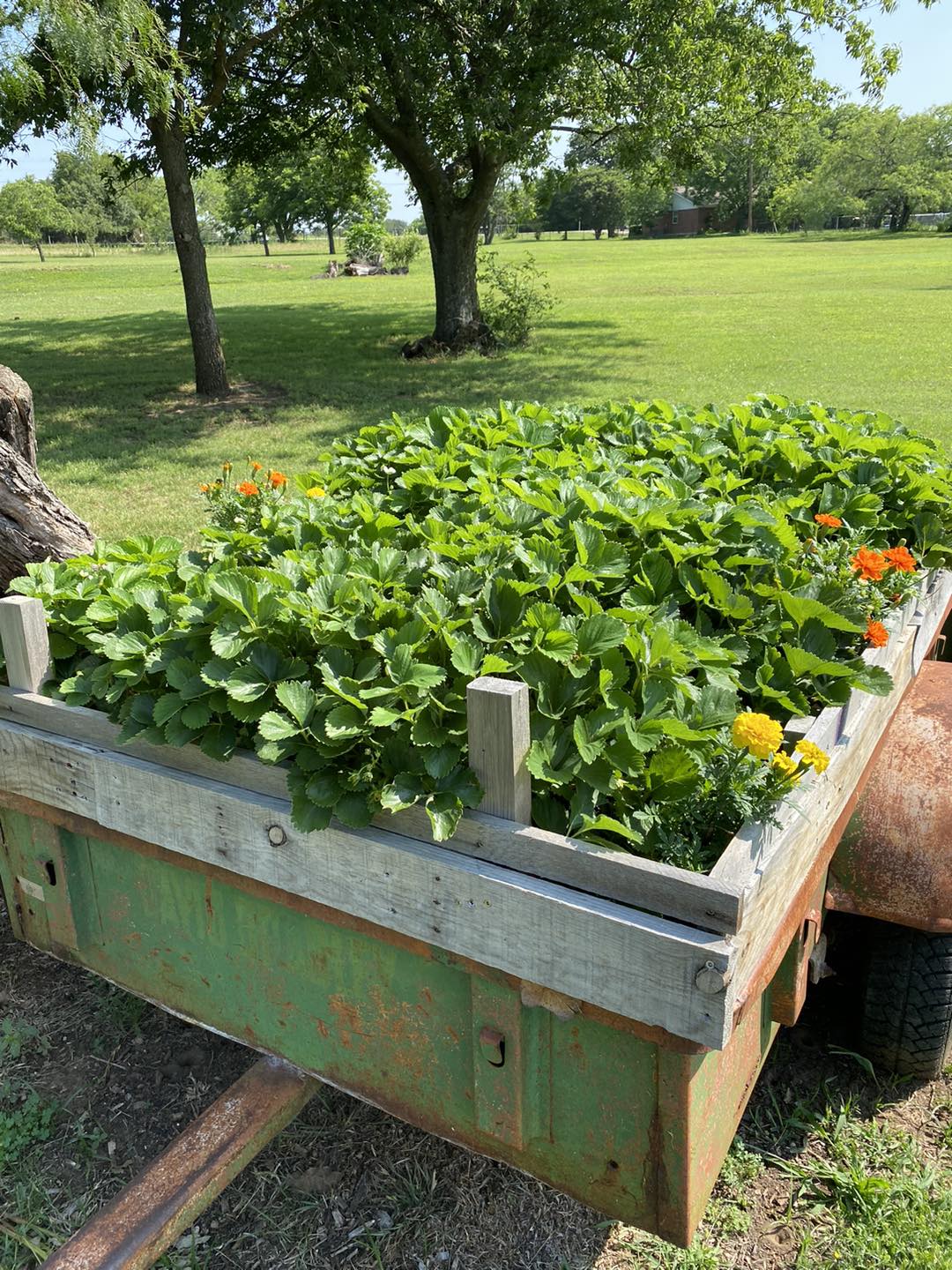 The Community Gardens are... - Russell Farm Art Center | Facebook
