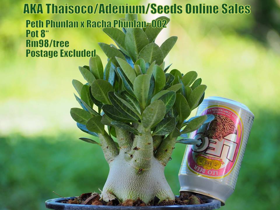 AKA - THONG RACHA~004 PWP are entitle buy 2 of DIAMOND KING at Rm35 ...
