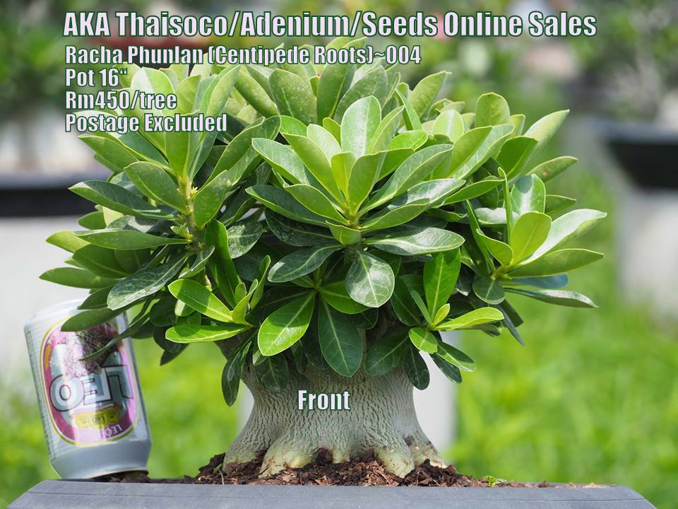 AKA - THONG RACHA~004 PWP are entitle buy 2 of DIAMOND KING at Rm35 ...