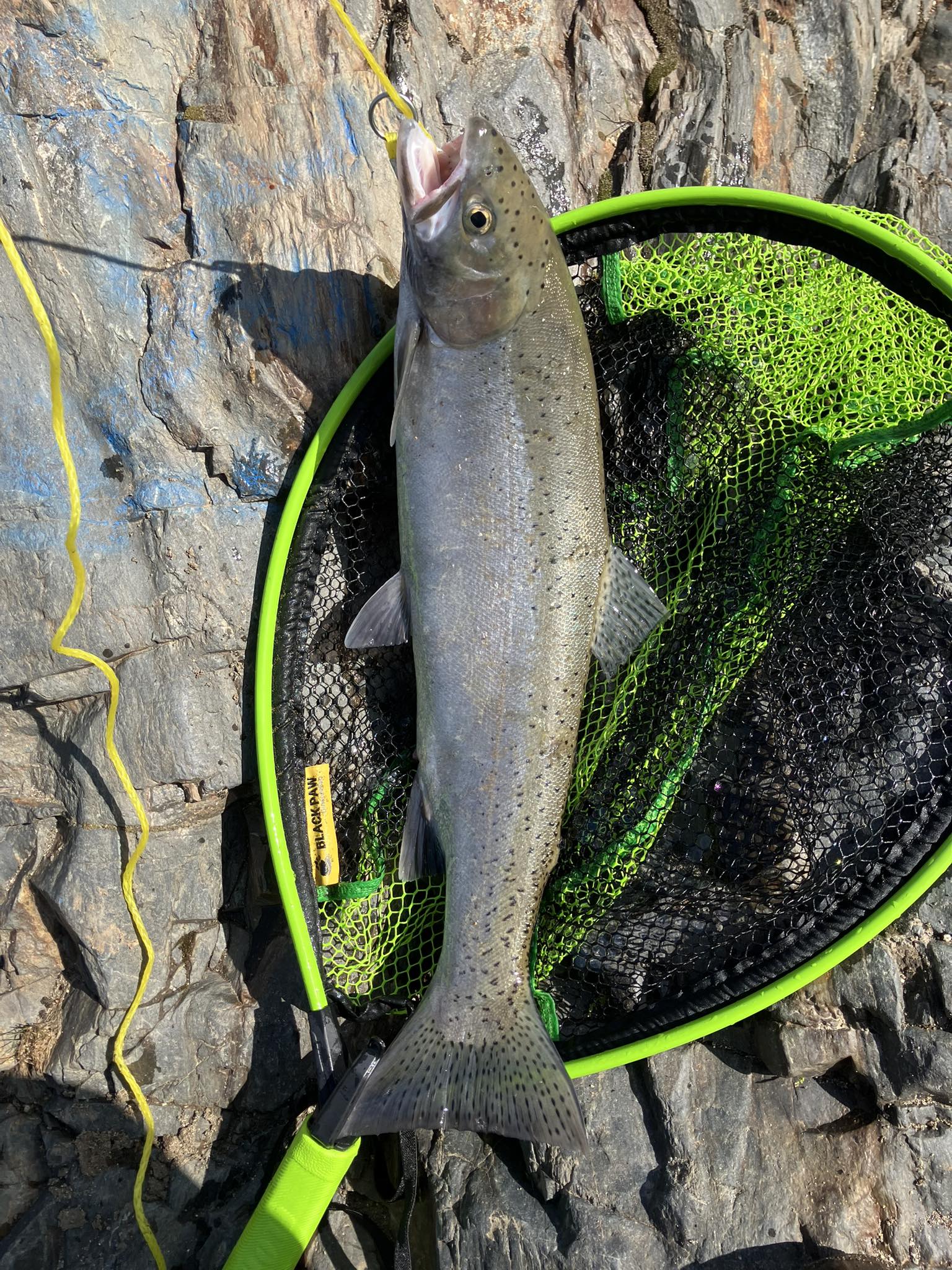 daiwa ds10 fishing pole Tenkara X Rod | 10ft Clam Straight Drop Series Custom Price:tda_price_1129 Burbot Buster 135cm Self