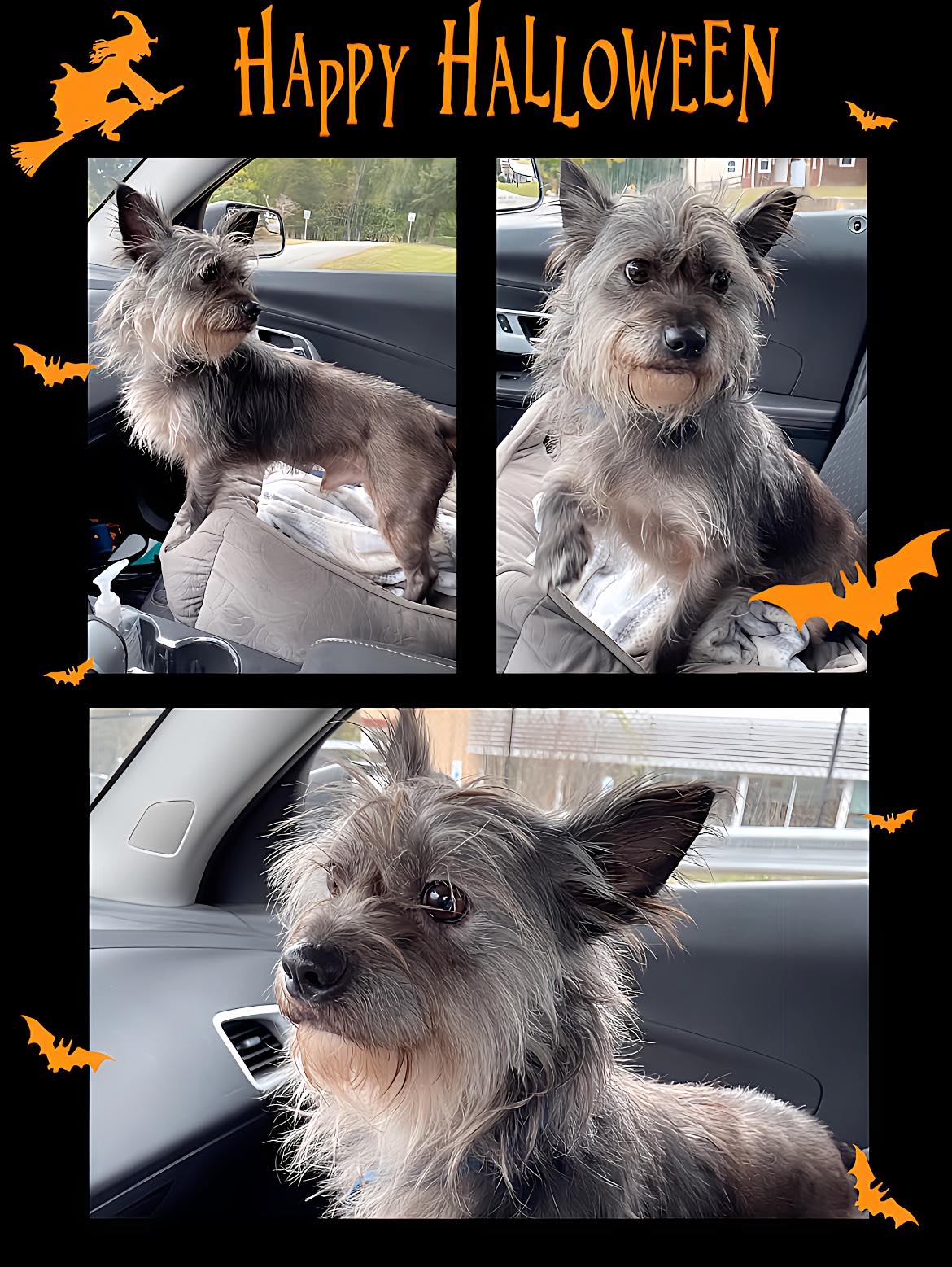 ADOPTED ️ Hi everyone!... - Project No Kill Canine Rescue | Facebook
