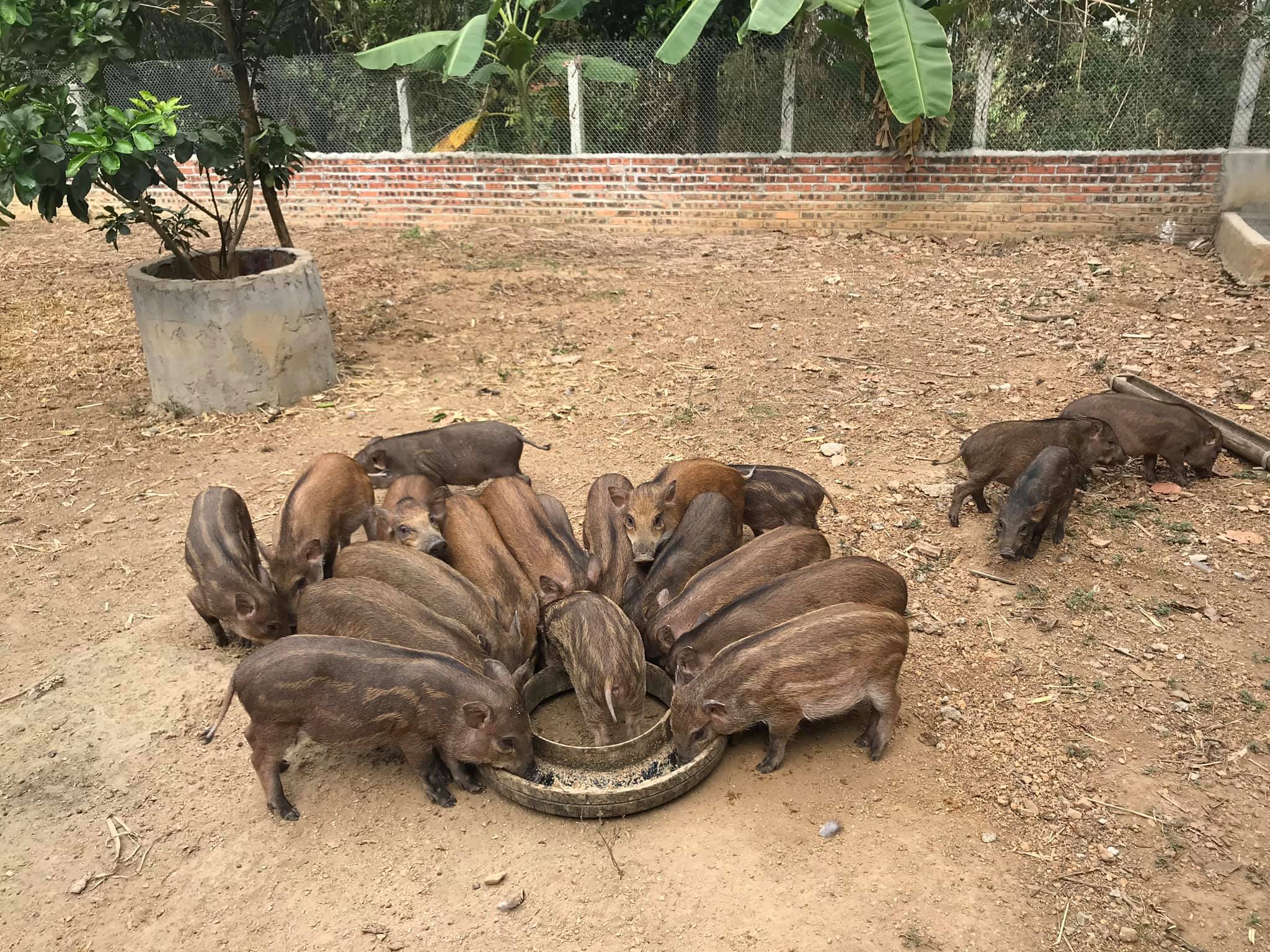 Trang trại lợn rừng Lý Dương