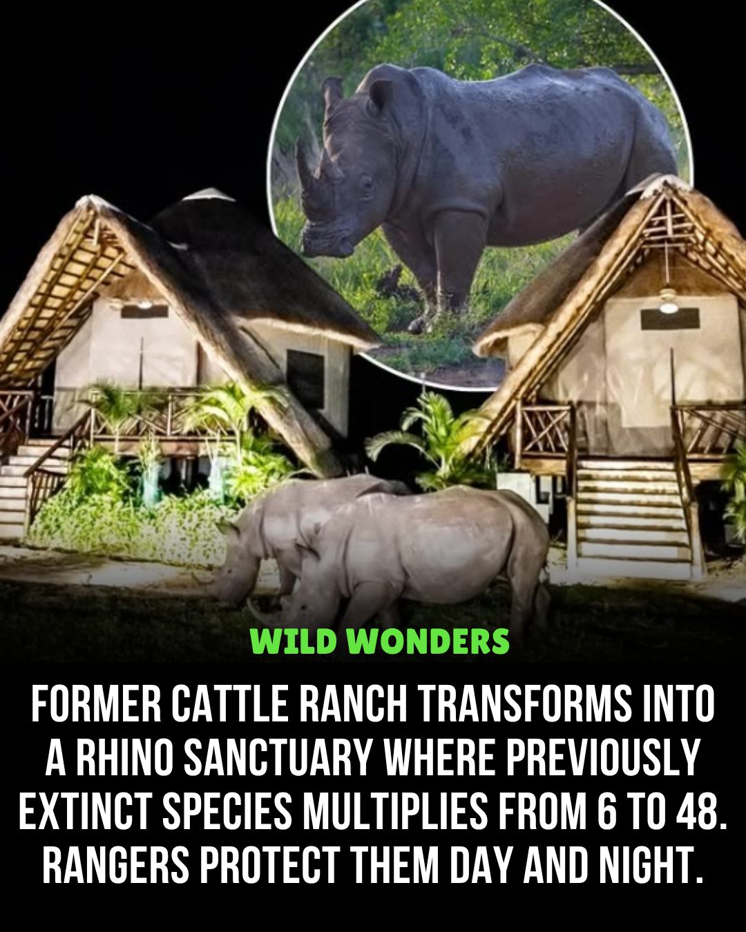 Wild - Rhino Conservation Success in Uganda Rhinos once roamed freely ...