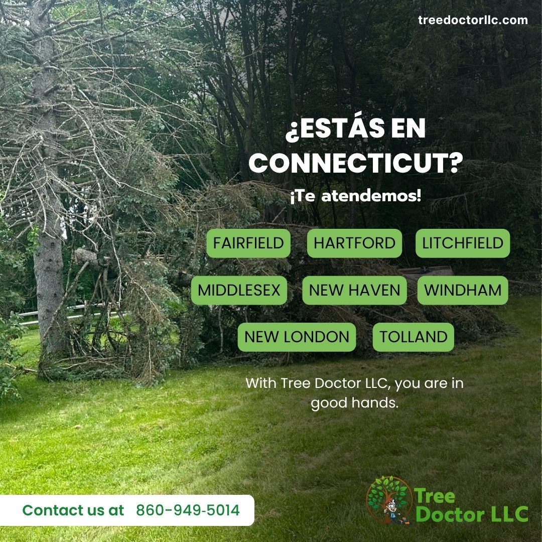 Tree Doctor LLC