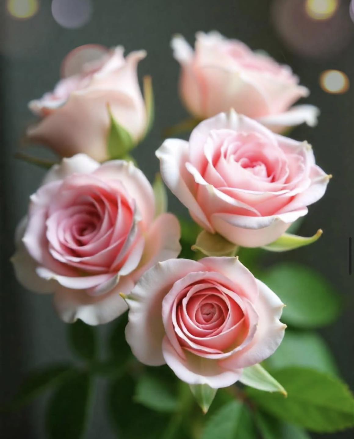 Roses - 🌸🌾🍃🌸🌾🍃🌸 | Facebook