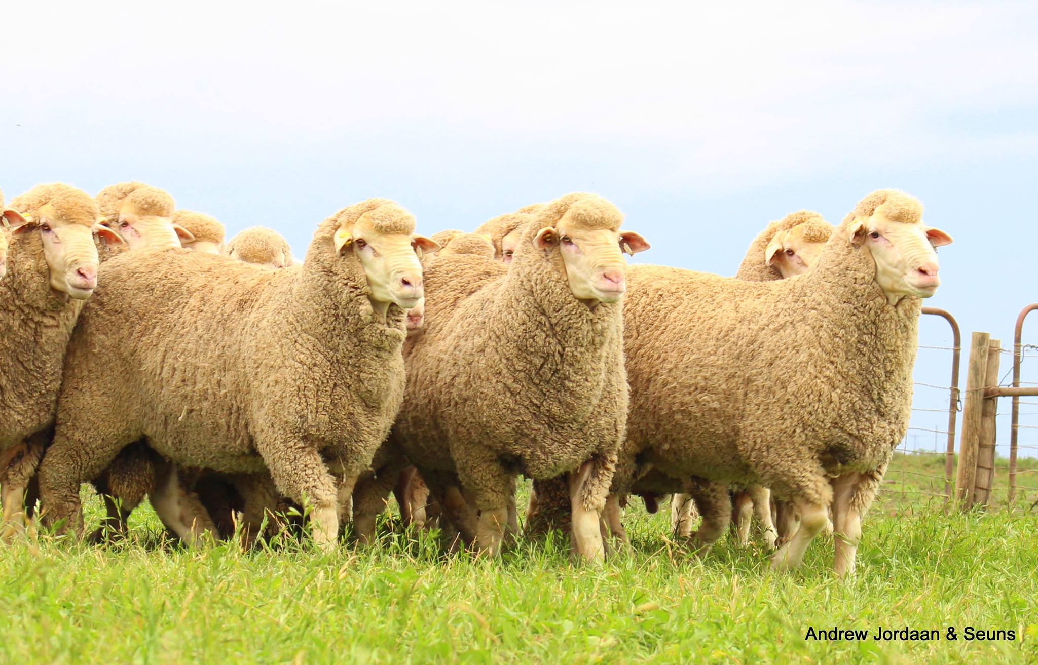 Angora Stud Breeders... - Angora Stud Breeders Society