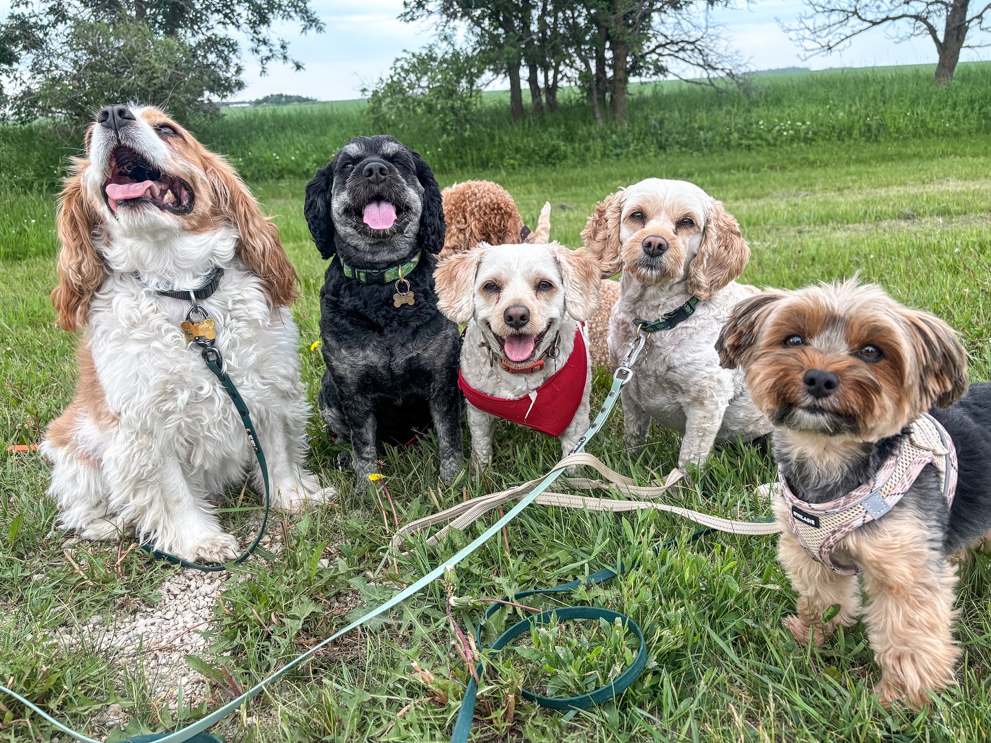 Dogs on the Block Inc.