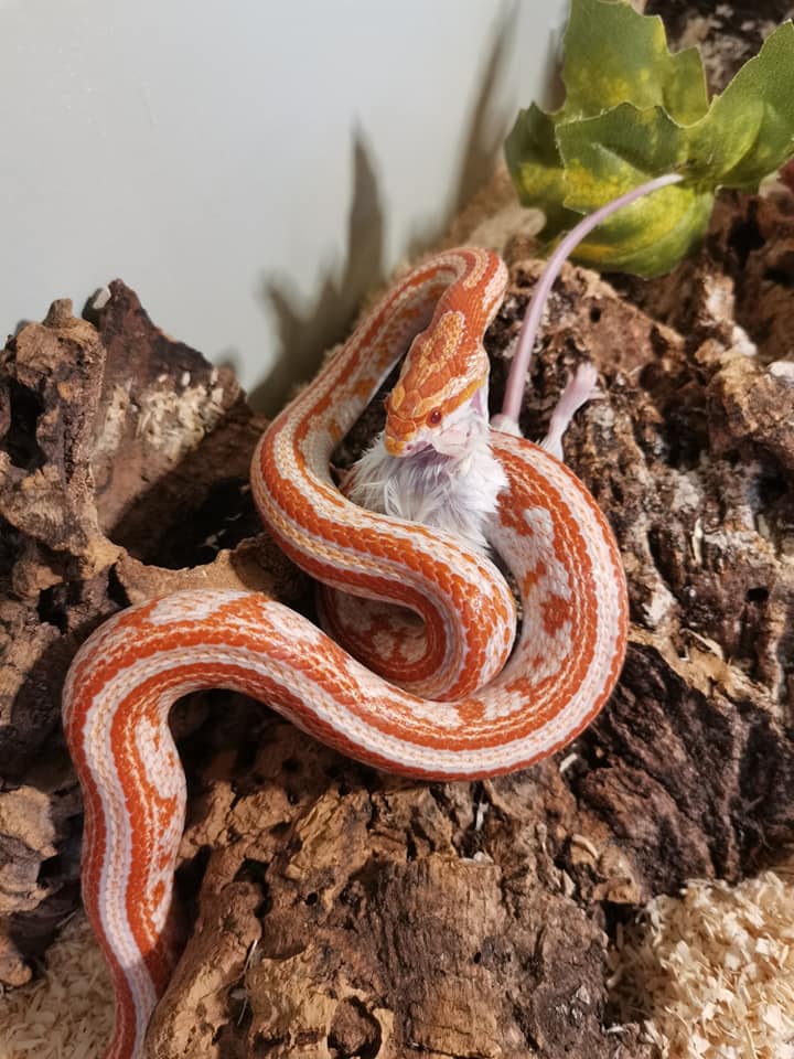 Dutch Quality Snakes added a new photo. - Dutch Quality Snakes