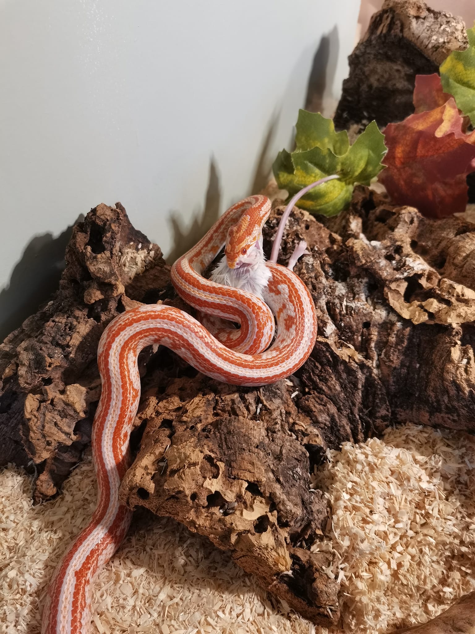 Dutch Quality Snakes added a new photo. - Dutch Quality Snakes