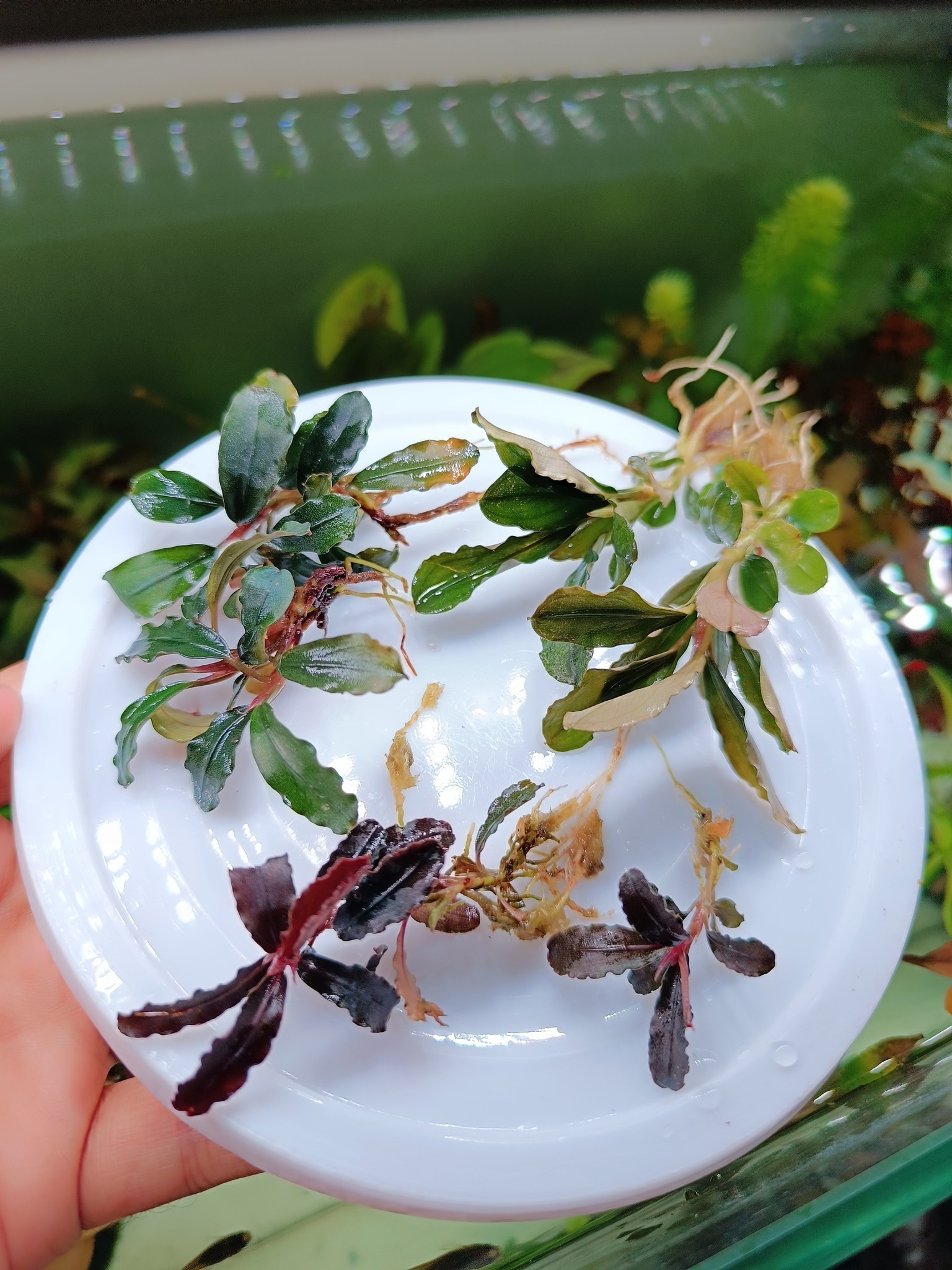 🔥🔥Offer 🔥🔥 Bucephalandra pink ghost Only 1500 tk pot