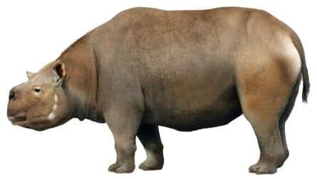 Trigodon LONGITUD: 2,8 metros... - Animales prehistóricos | Facebook