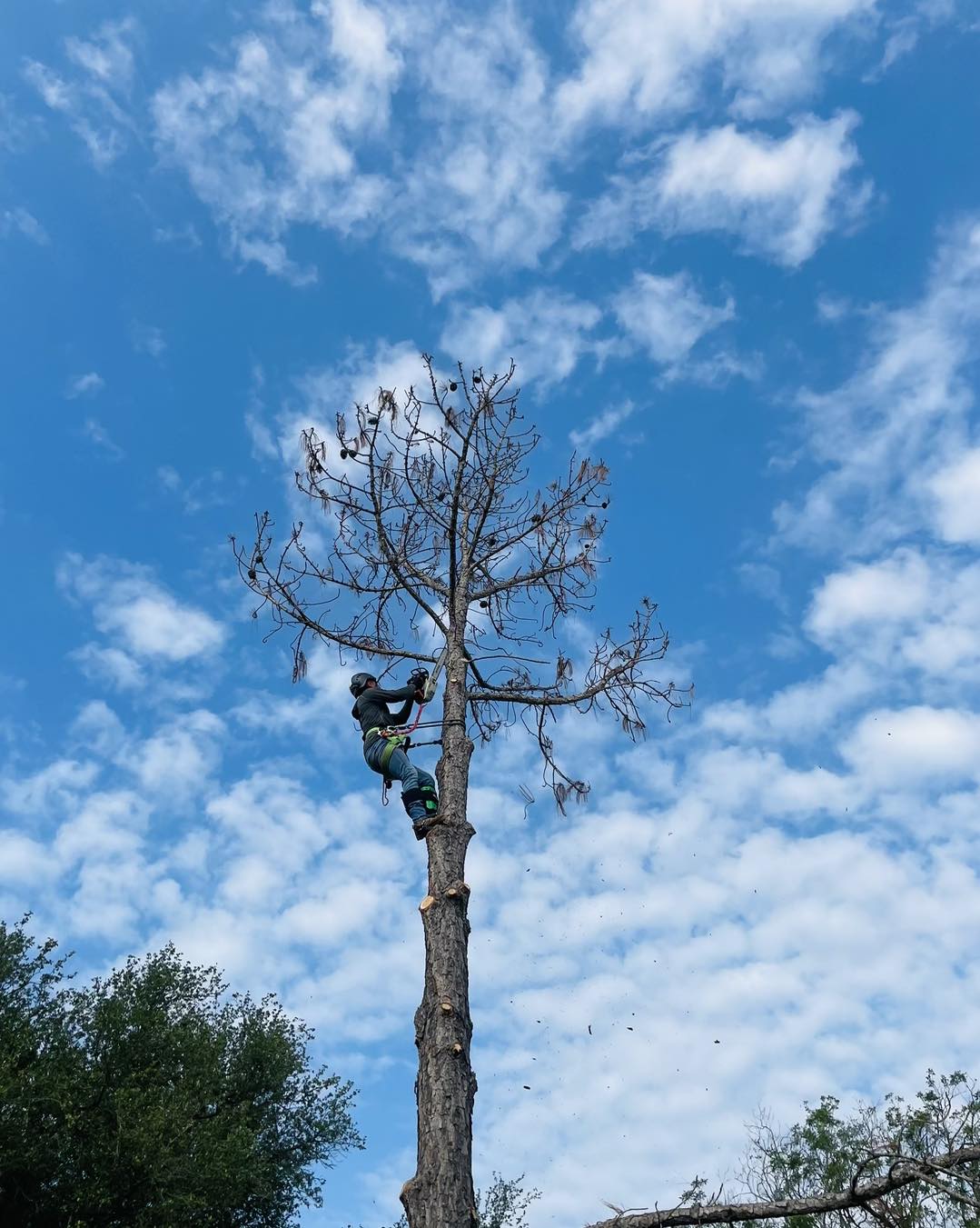 Berrios tree service | San Antonio TX