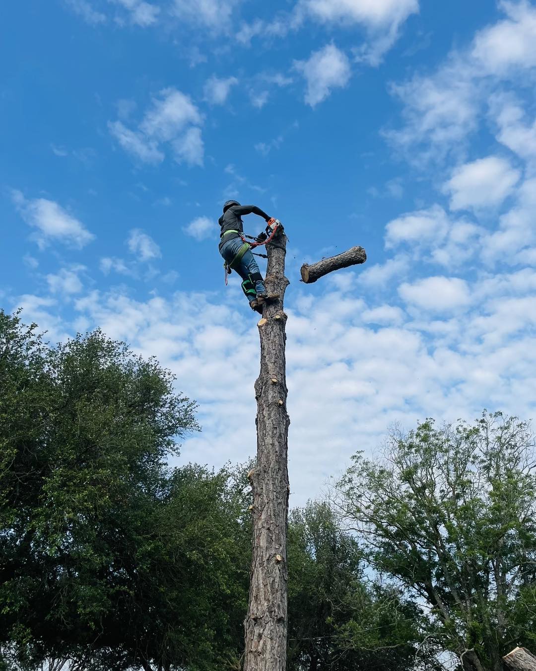 Berrios tree service | San Antonio TX