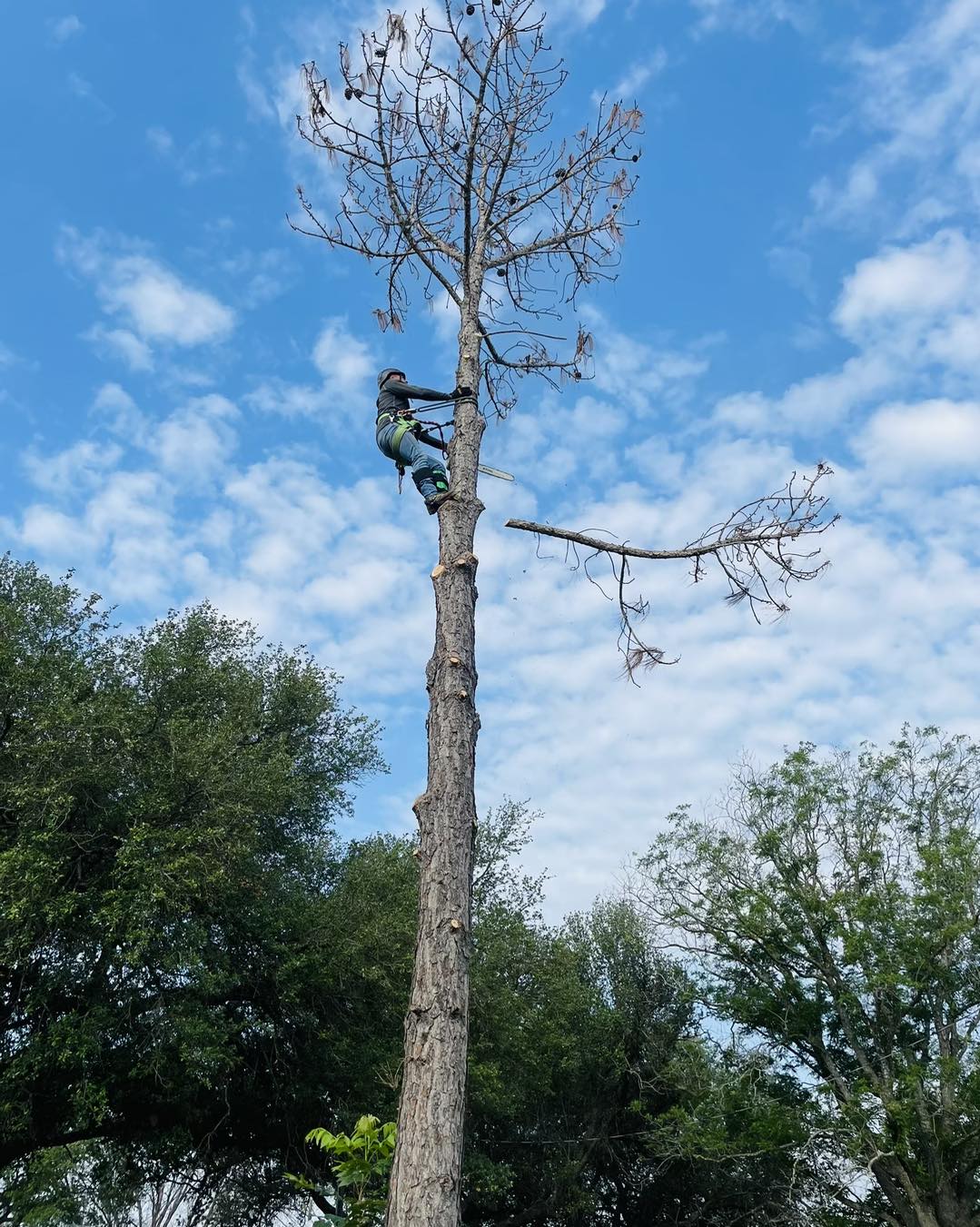 Berrios tree service | San Antonio TX