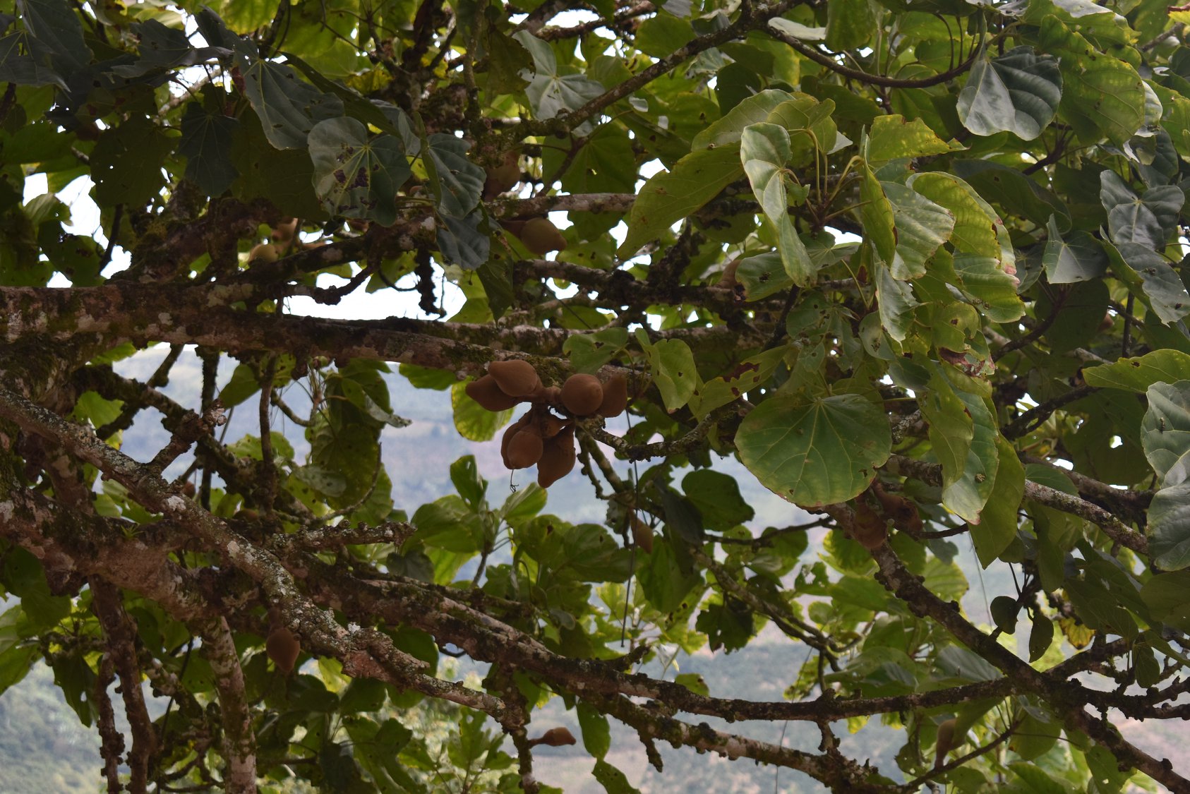 UN ÁRBOL DE ZAPOTES .... EN LA... - Prensa Pácora Caldas