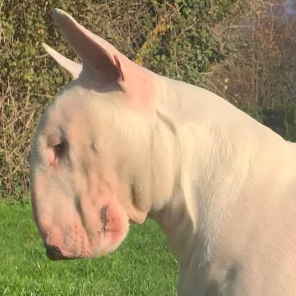 Cigano - Elvis (Cigano Devils Chaser) age 11 weeks. His Father is ...