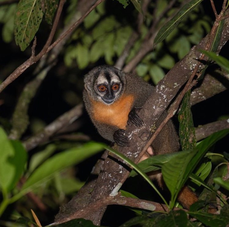Amazonia - The only nocturnal monkey, night monkeys (also known as owl ...
