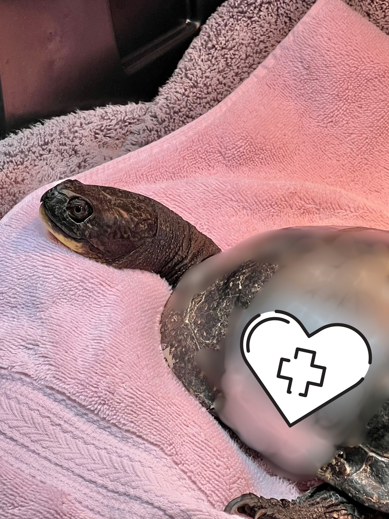 NH - This is Oxalis, our fourth Blanding’s turtle patient of the year ...