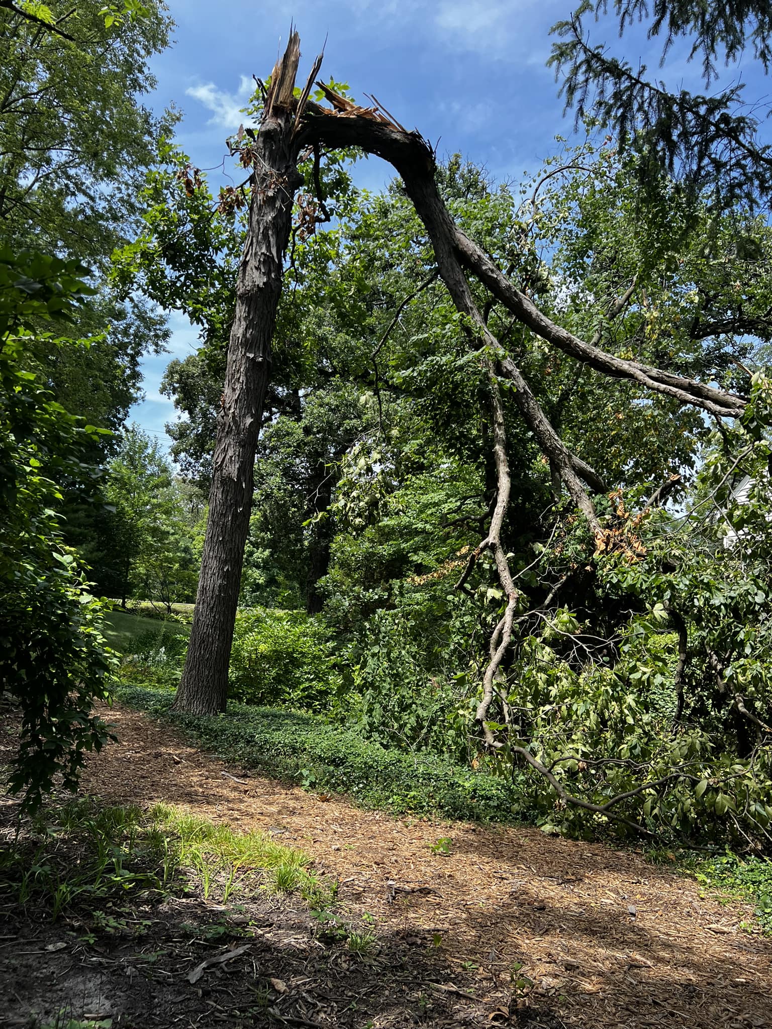 Henry Tree Company