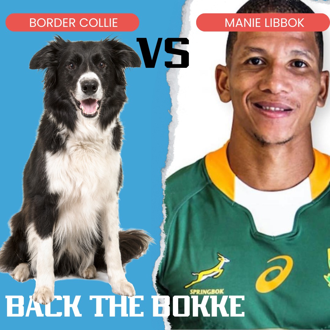 PETport - 🏉🐶 Springboks vs Dog Breeds part 2 🐶🏉 🏉 Like a... | Facebook